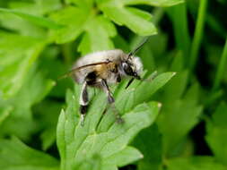 Image of Anthophora plumipes (Pallas 1772)