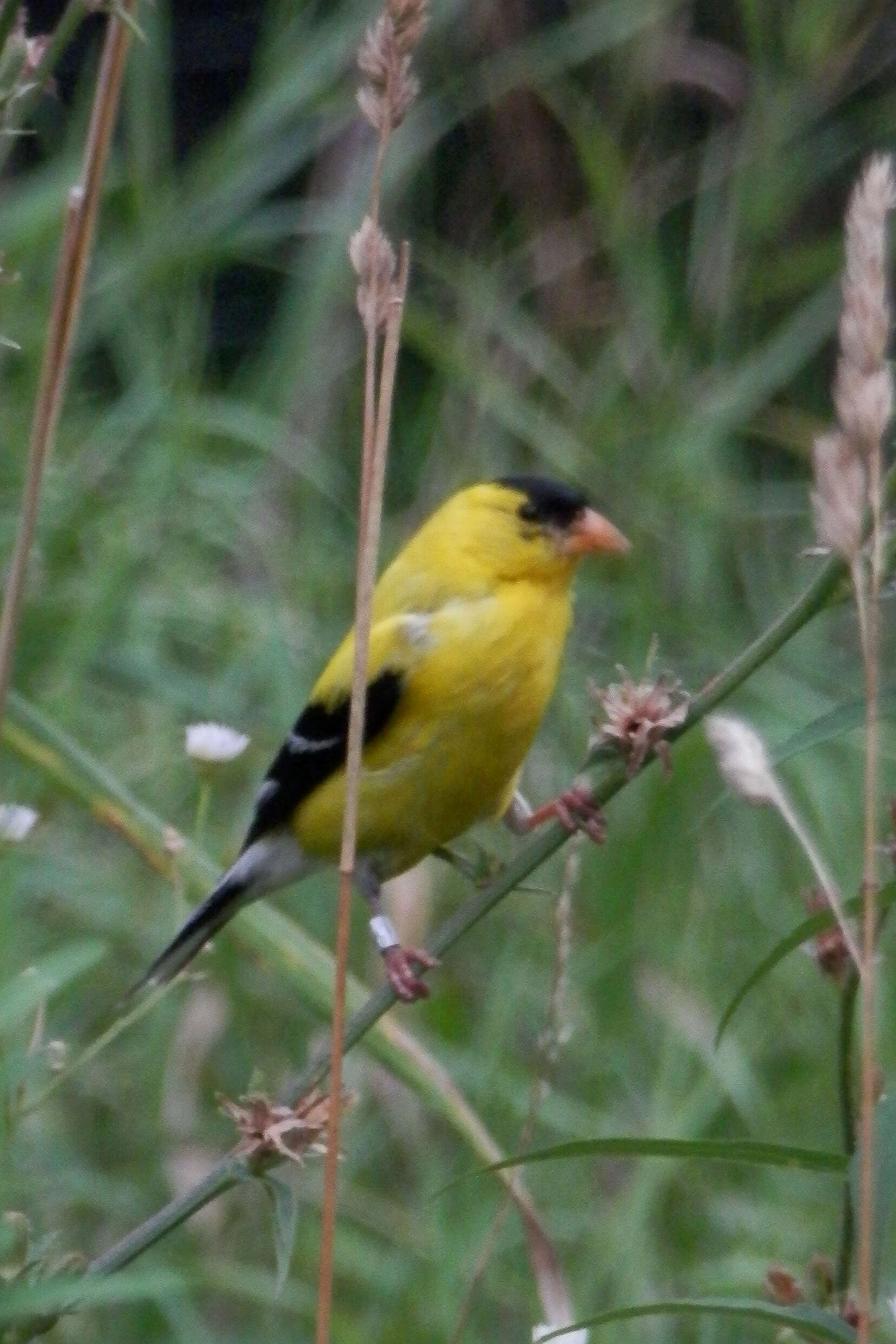 Image of American Goldfinch