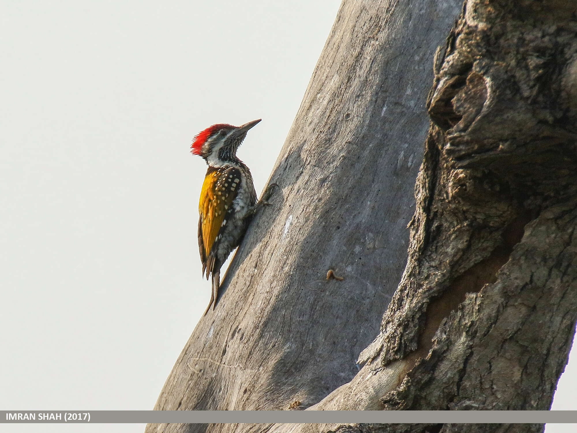 Image of Black-rumped Flameback