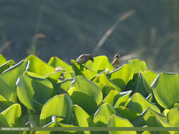 Image of Black-breasted Weaver