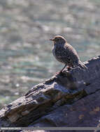 Image of Brown Dipper