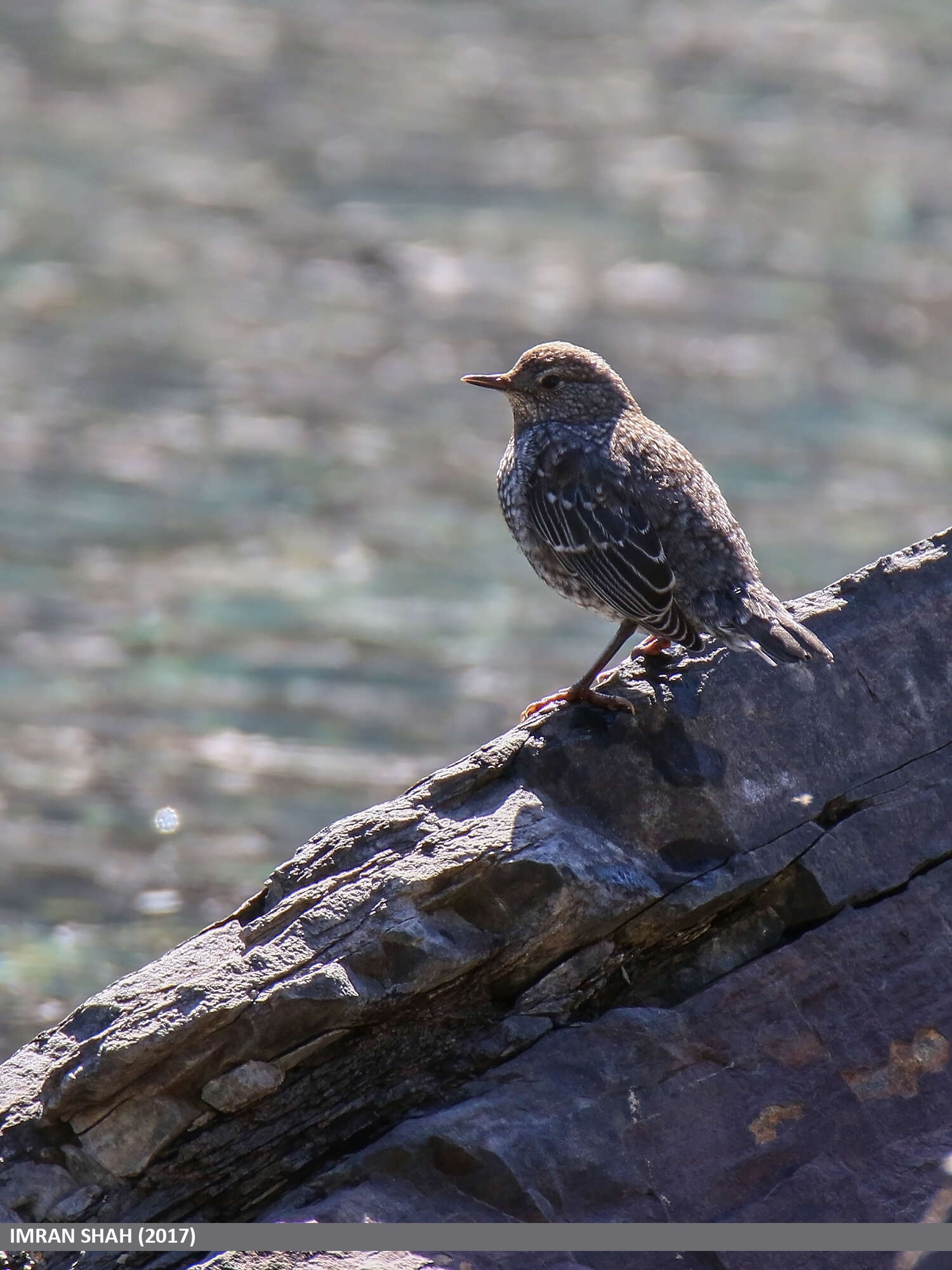 Image of Brown Dipper