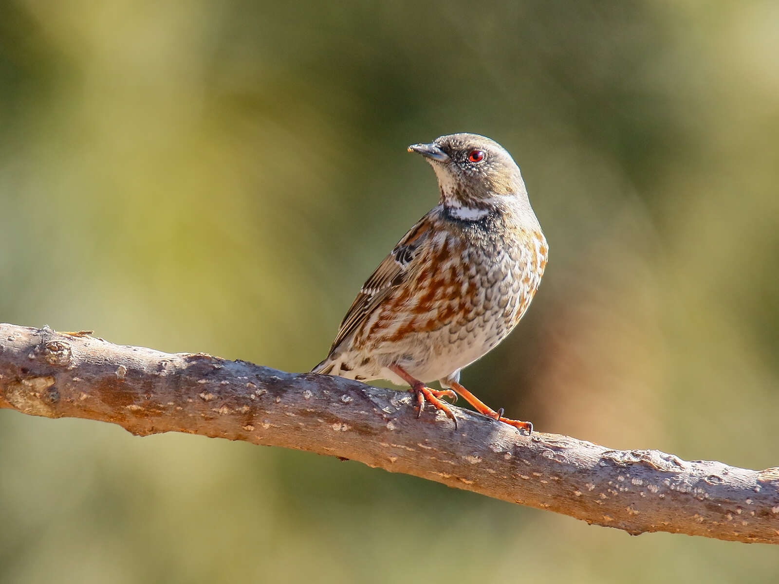 Image of Altai Accentor