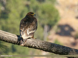 Image of Steppe Eagle