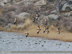 Image of Ruddy Shelduck