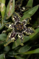 Image of Sea spider iris