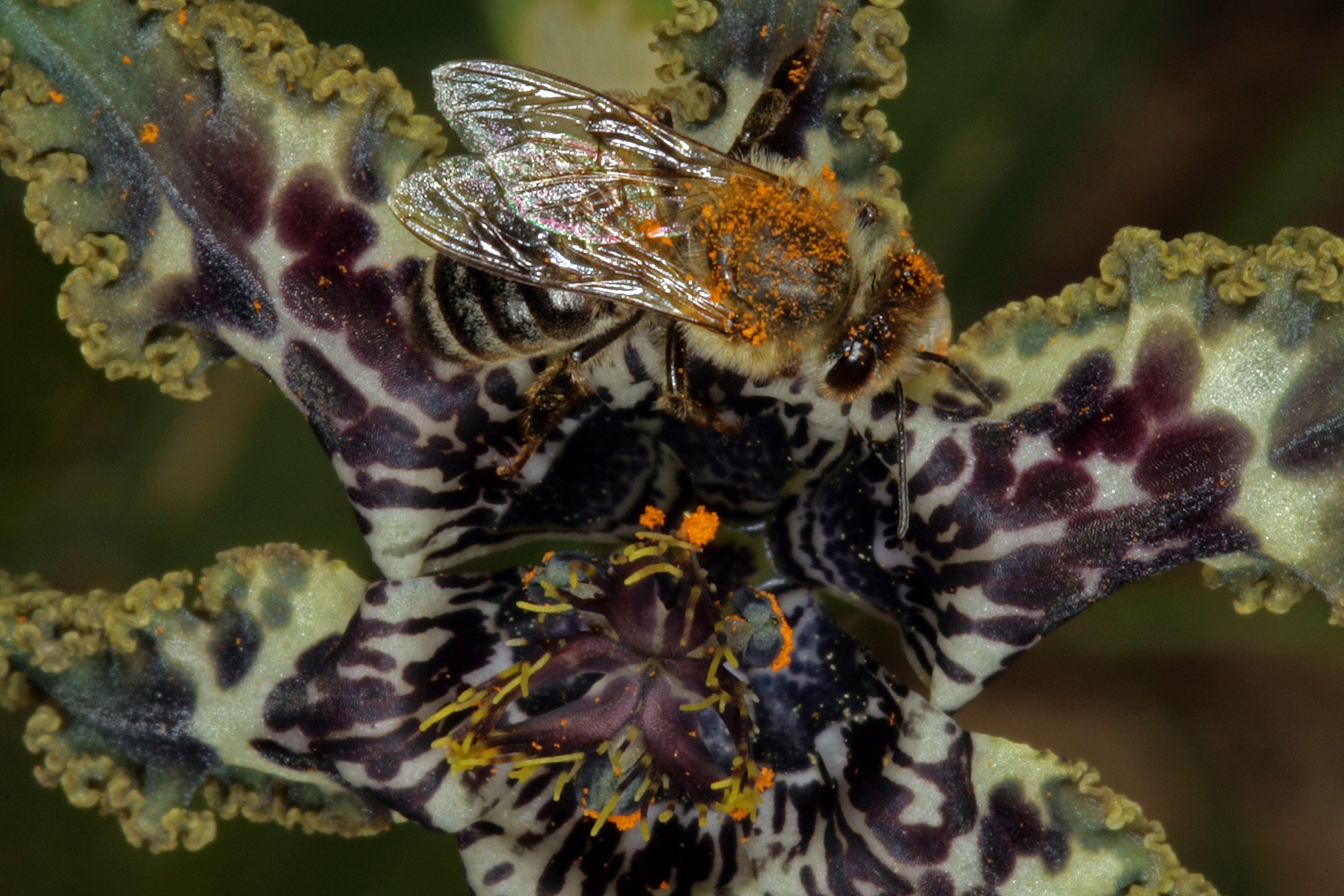 Image of Sea spider iris