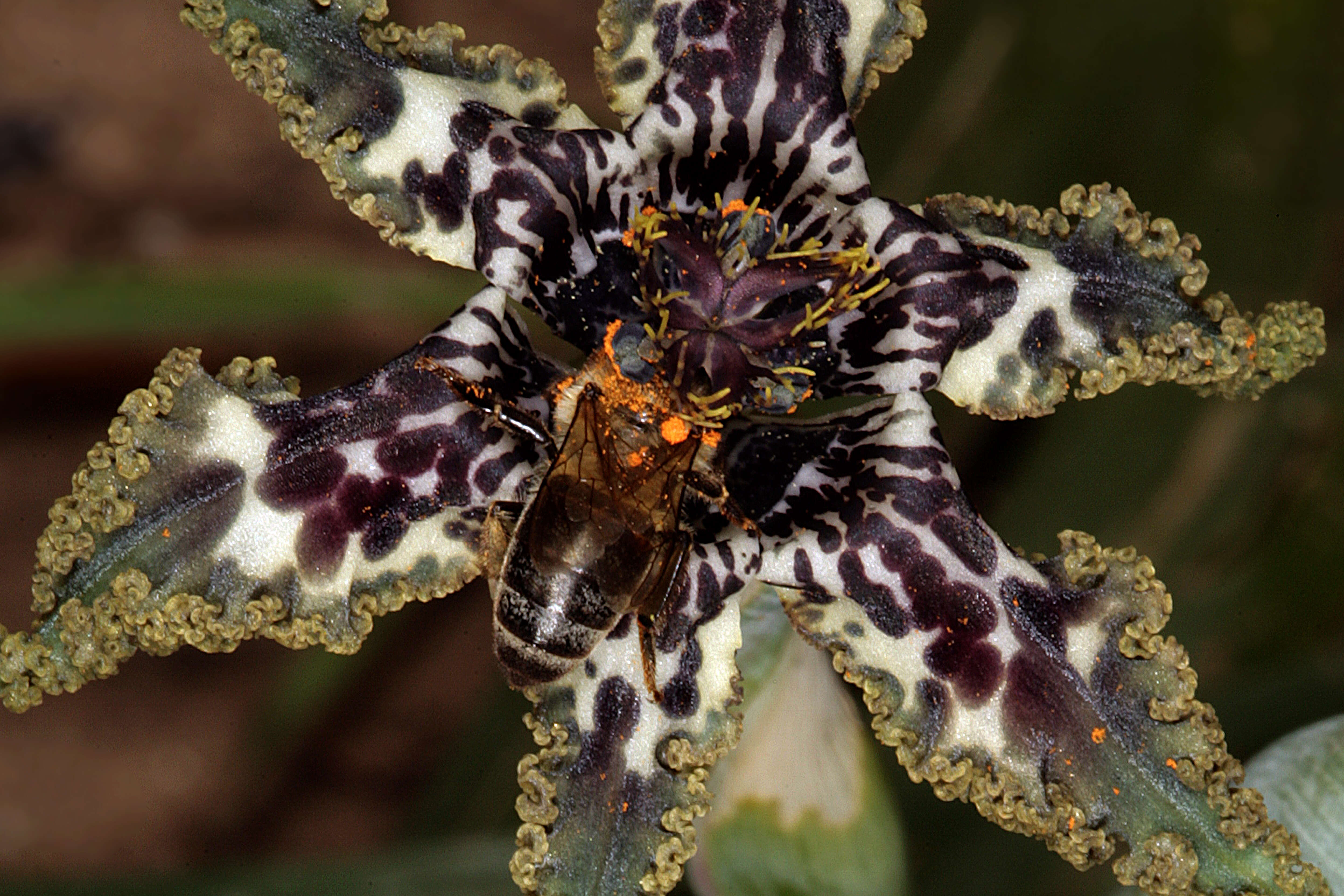 Image of Sea spider iris