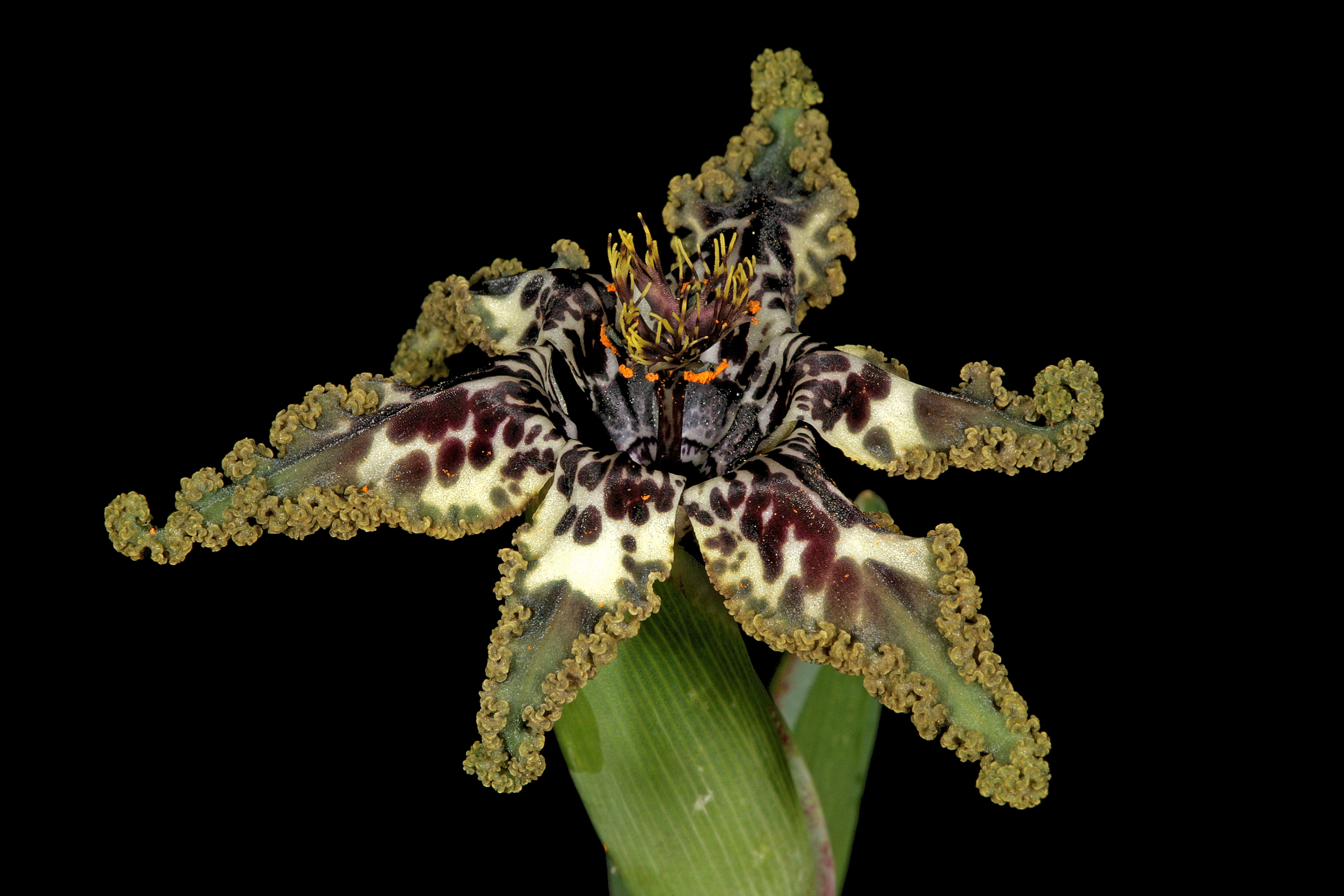 Image of Sea spider iris