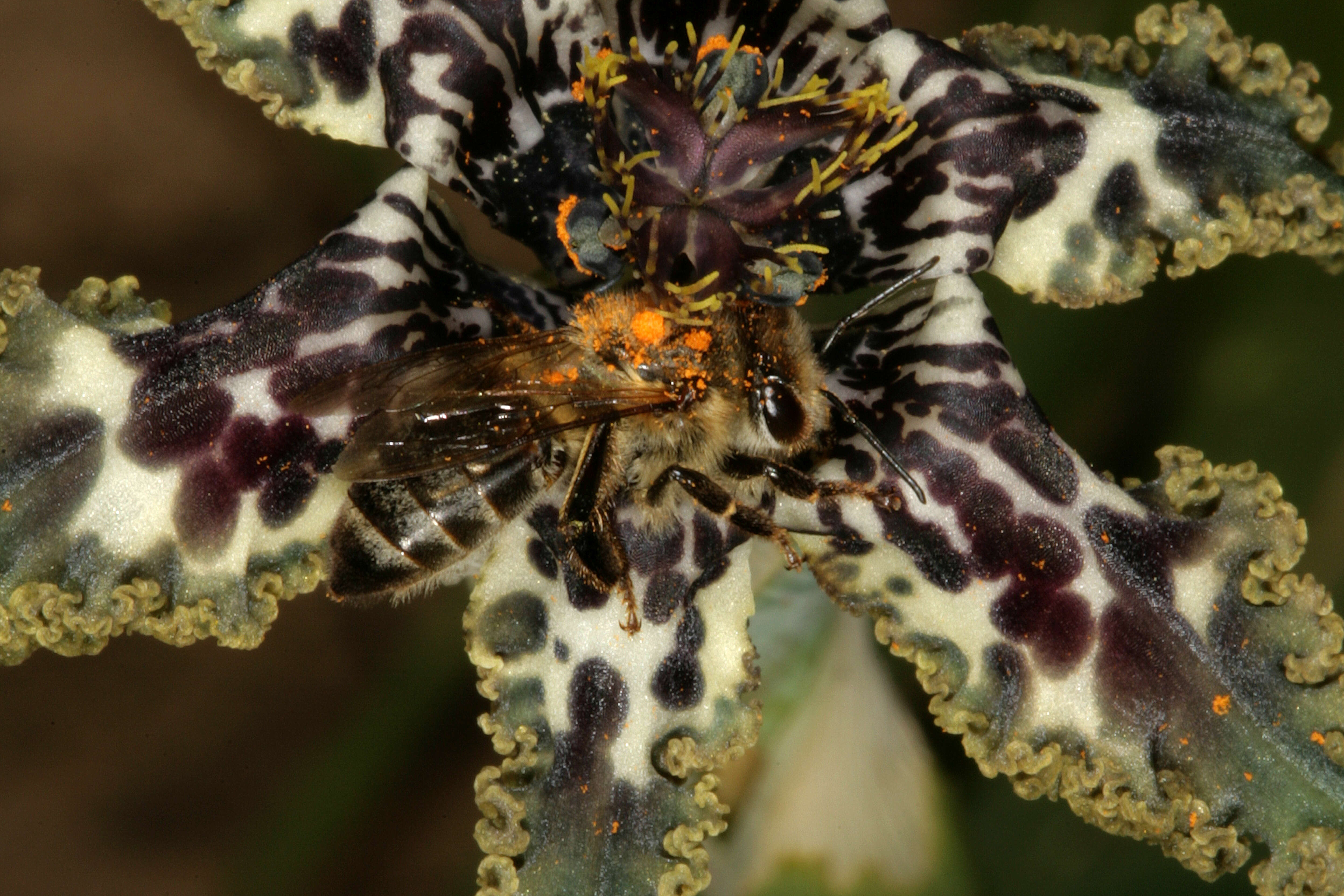 Image of Sea spider iris