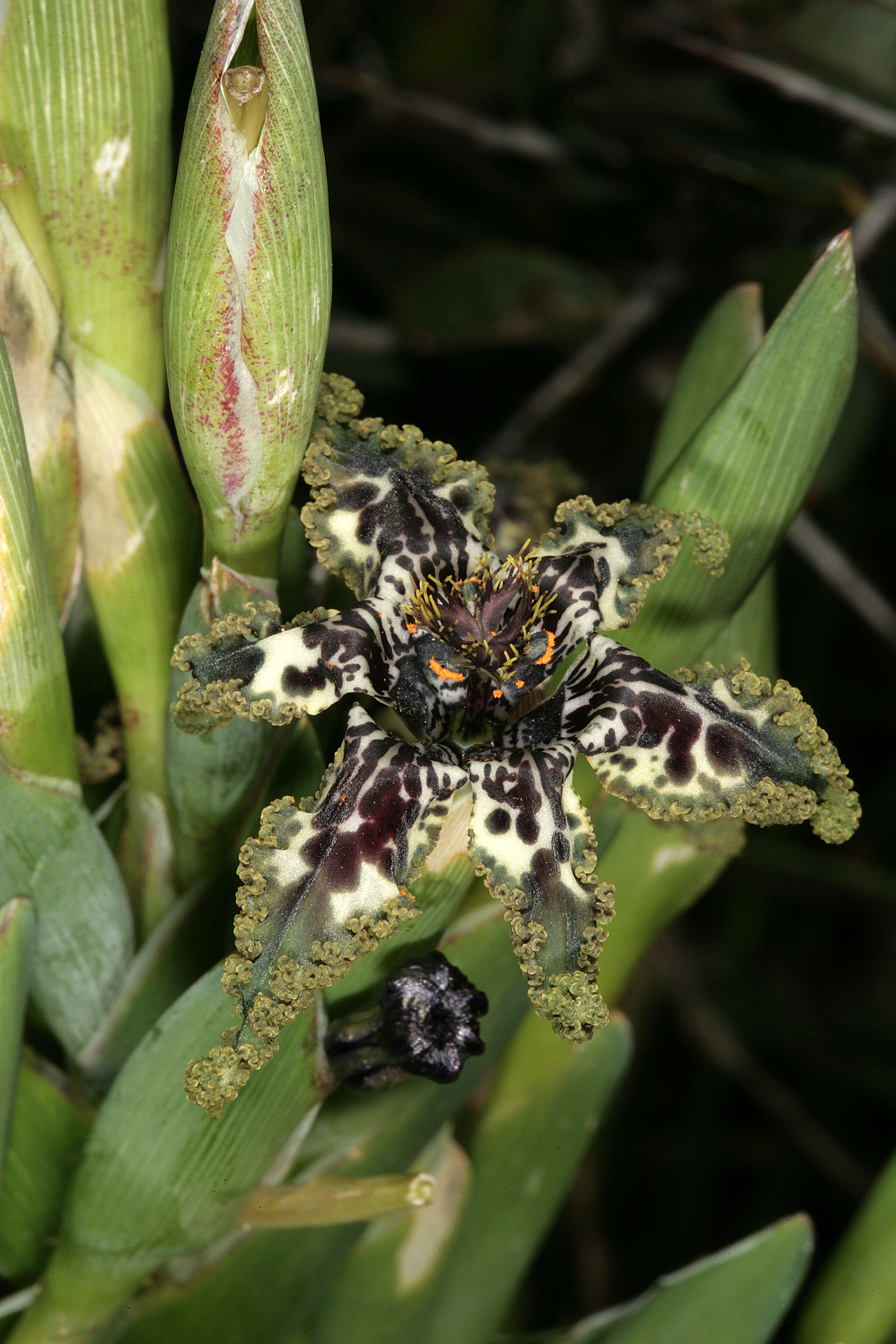 Image of Sea spider iris