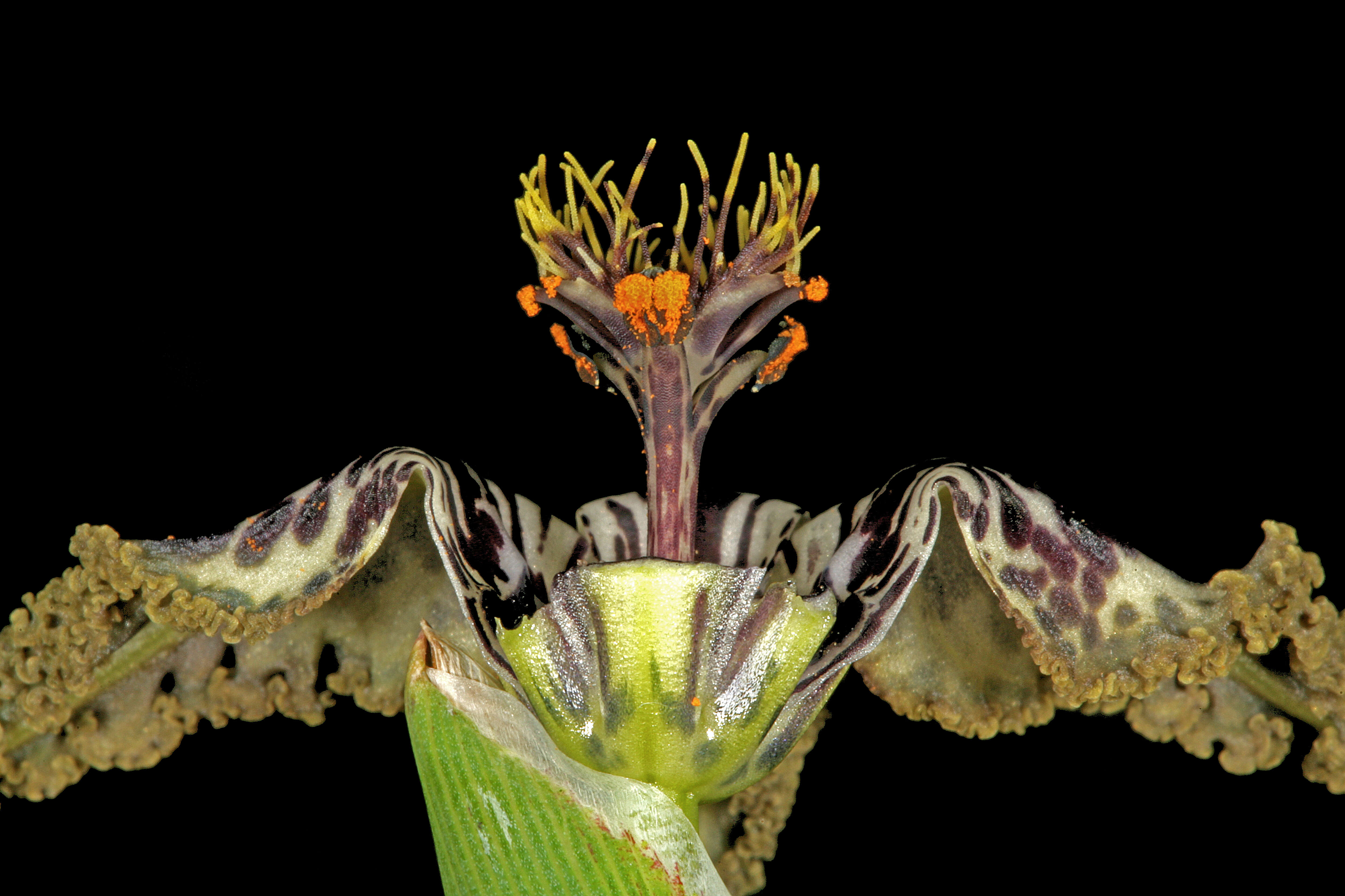 Image of Sea spider iris