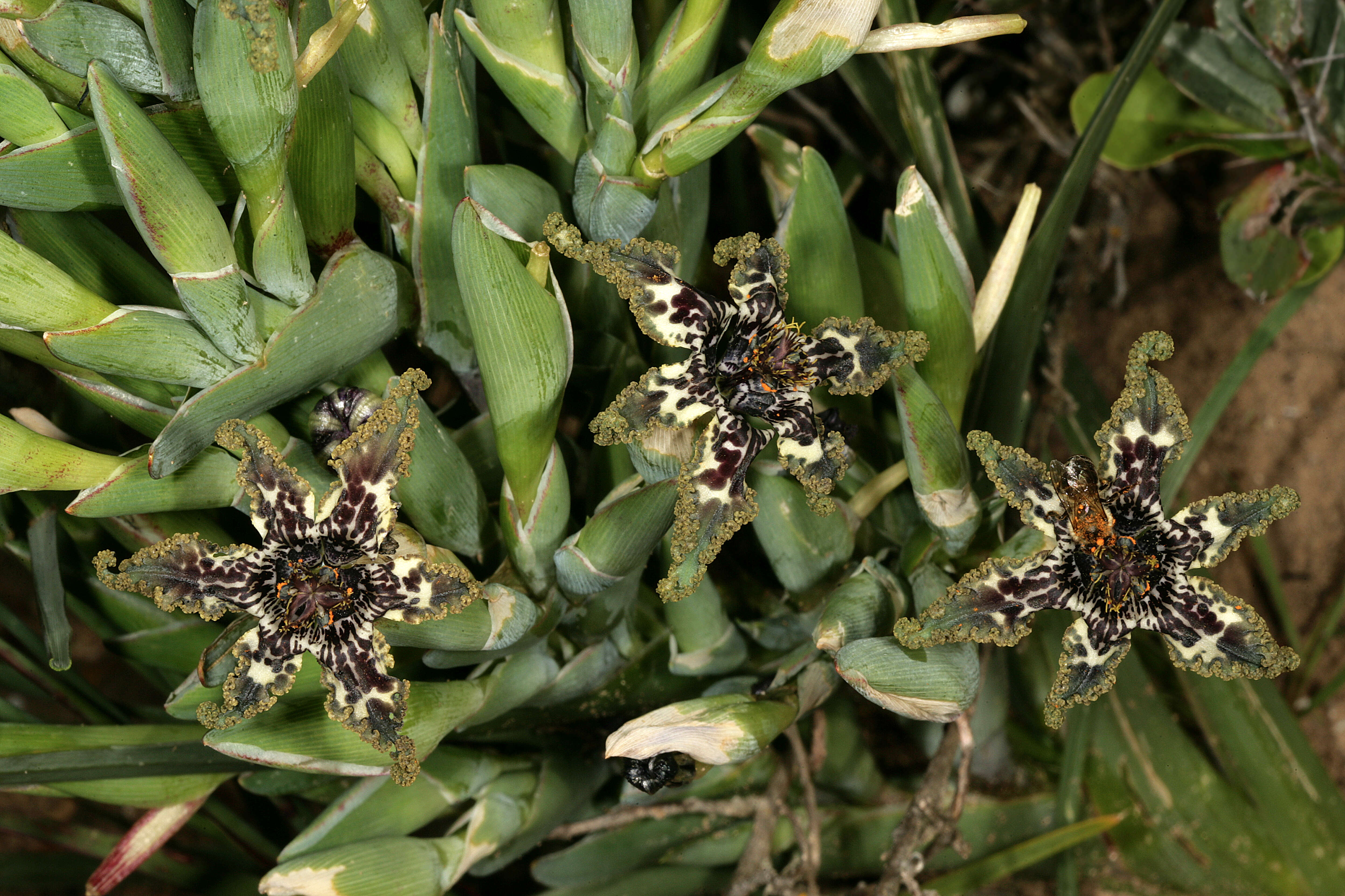 Image of Sea spider iris