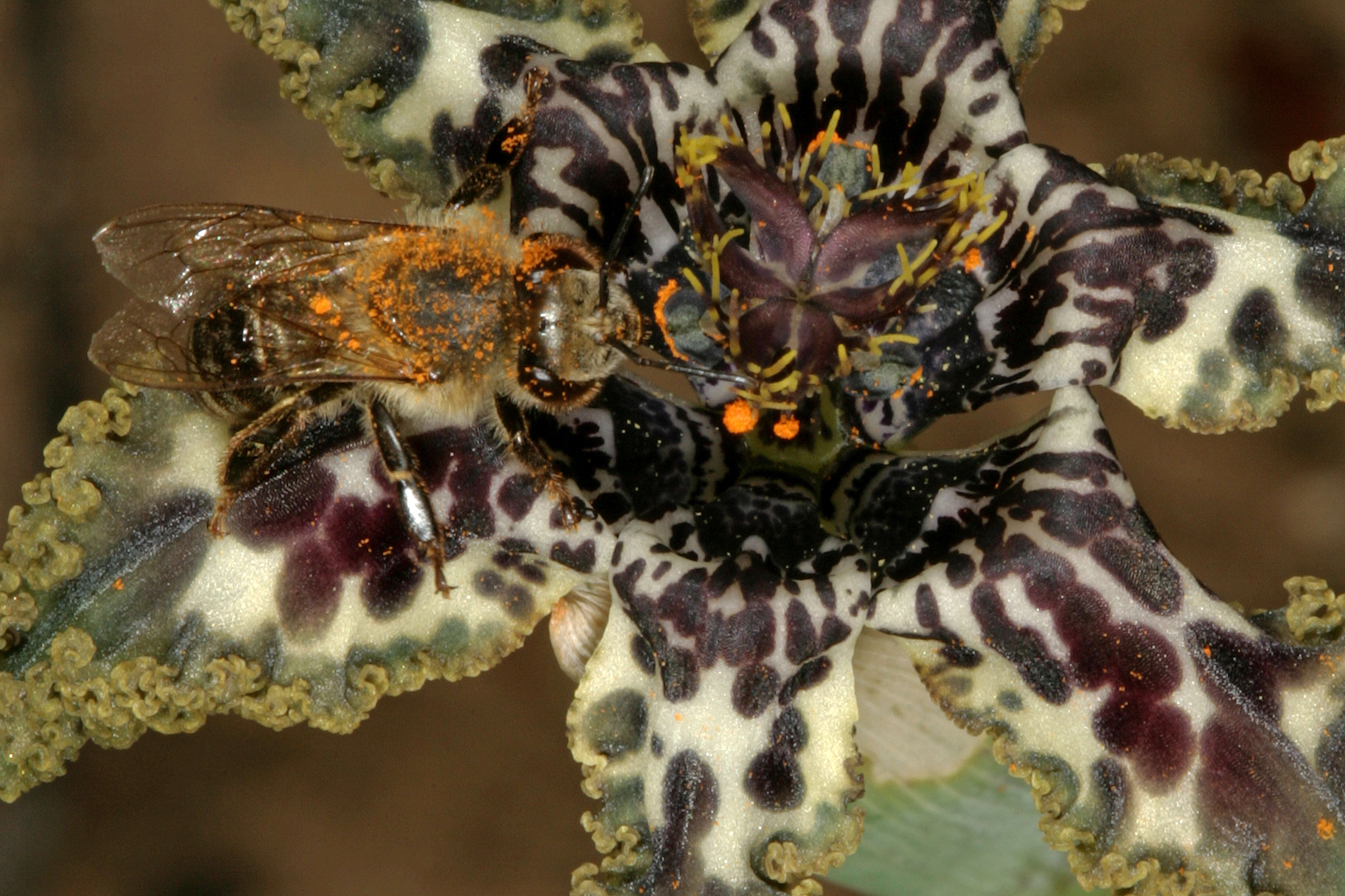 Image of Sea spider iris