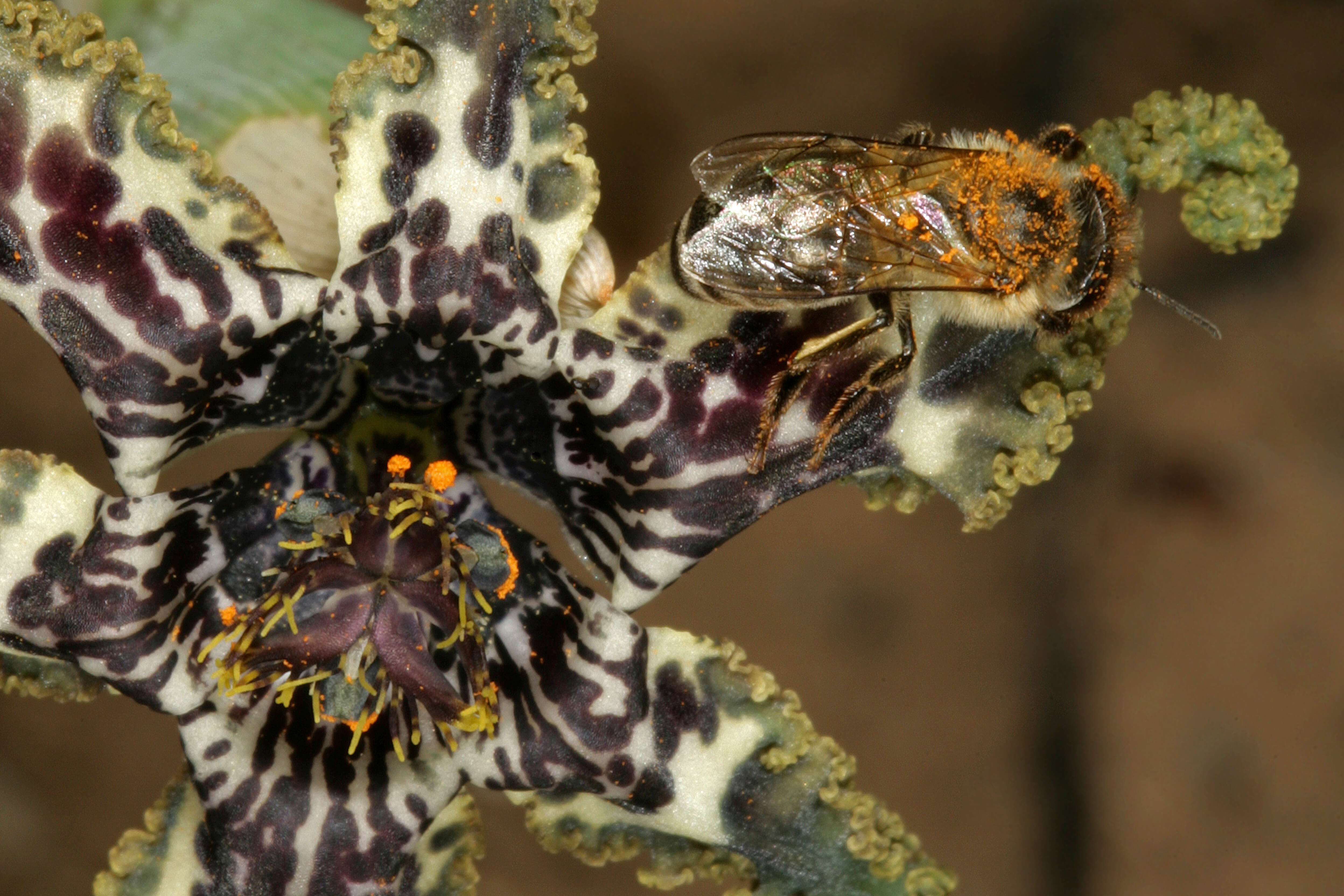 Image of Sea spider iris