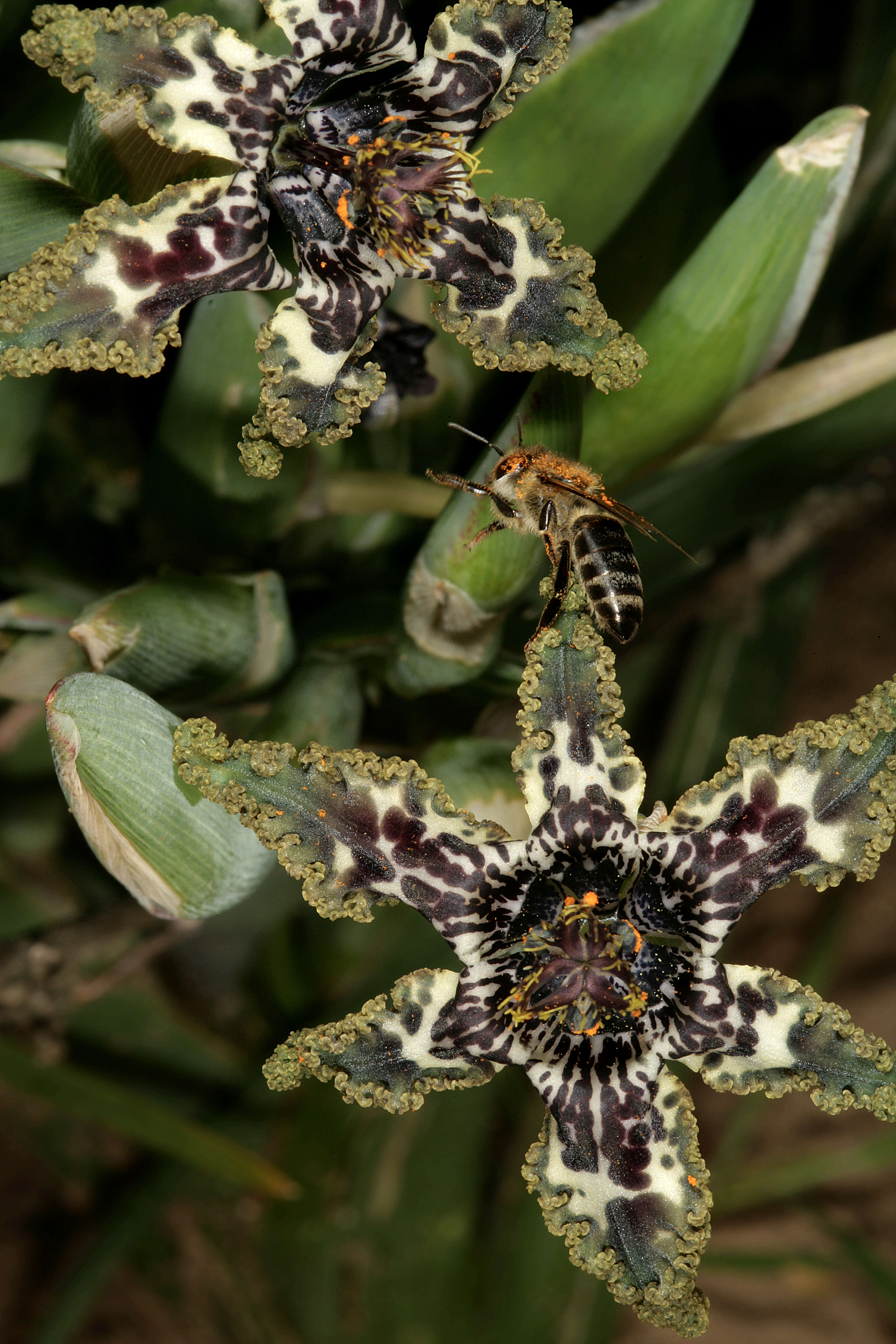 Image of Sea spider iris