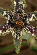 Image of Sea spider iris