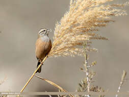 Image of European Rock Bunting