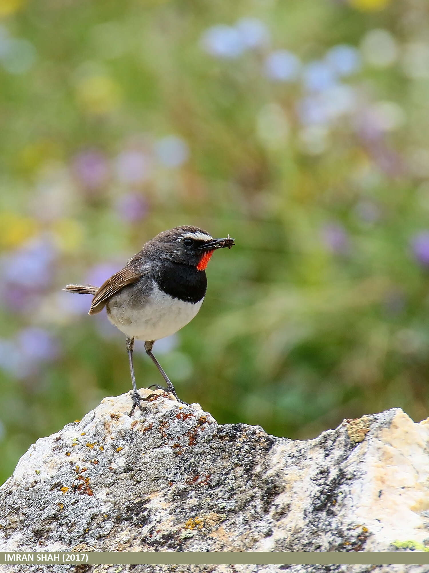 Image of Himalayan Rubythroat