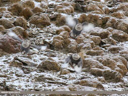 Image of Himalayan Snowcock