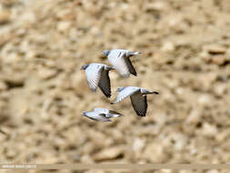 Image of Hill Pigeon