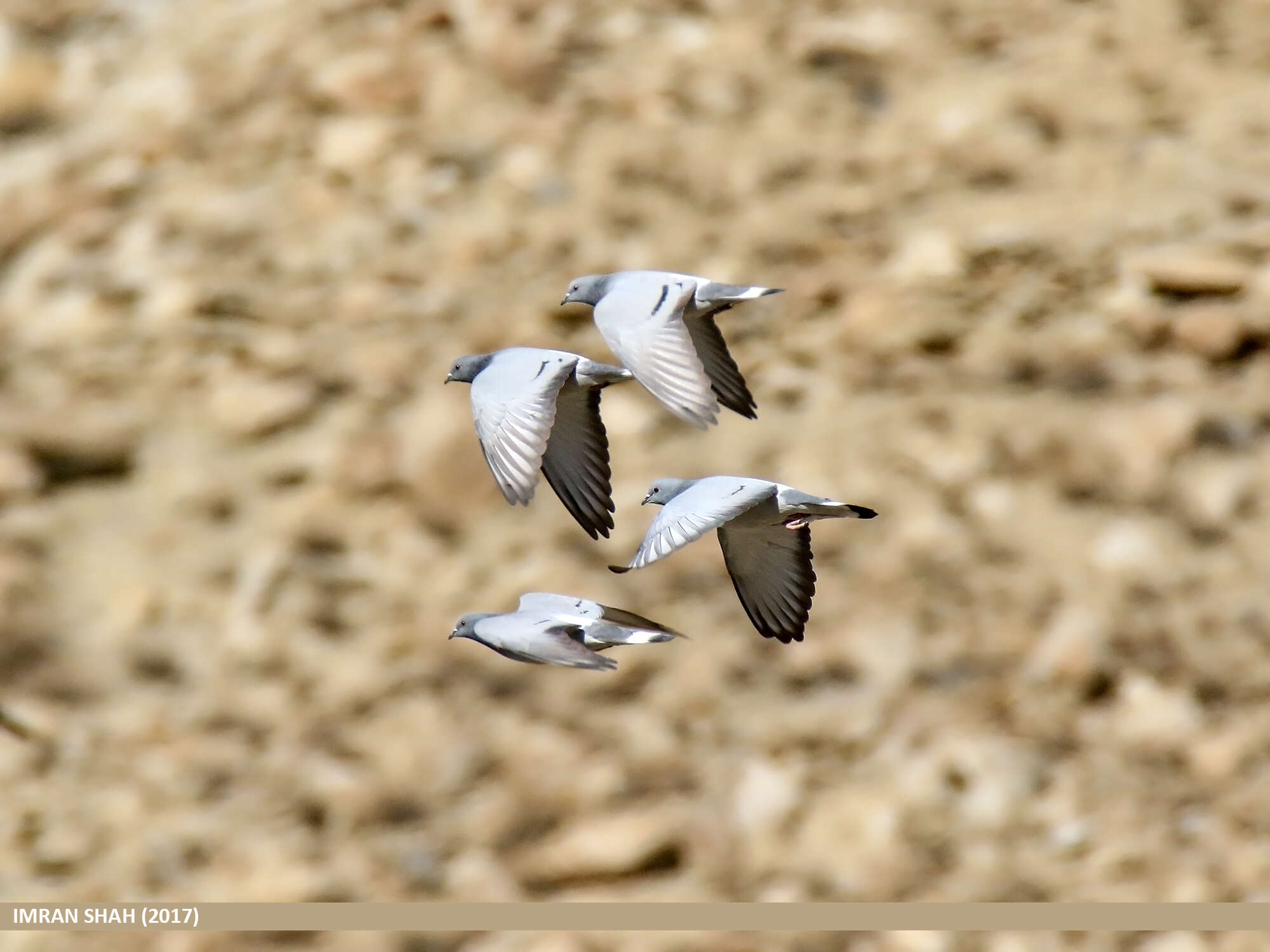 Image of Hill Pigeon