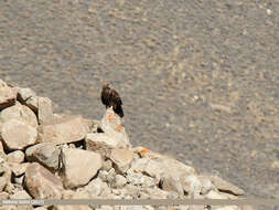 Image of Golden eagle