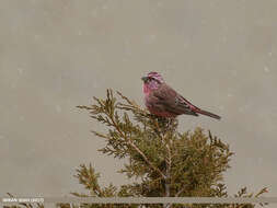 Plancia ëd Carpodacus rhodochlamys (Brandt & JF 1843)