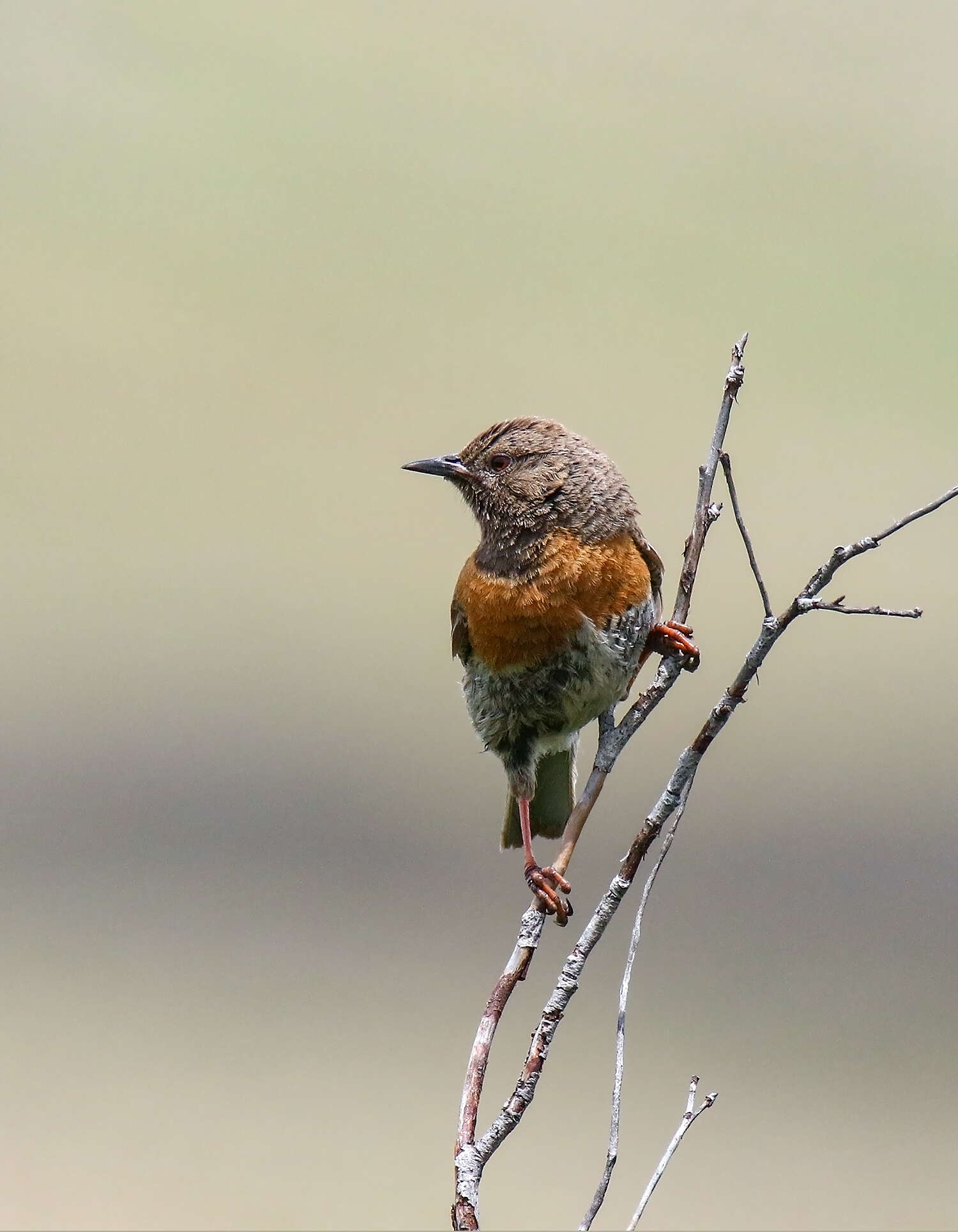 Imagem de Prunella rubeculoides (Moore & F 1854)