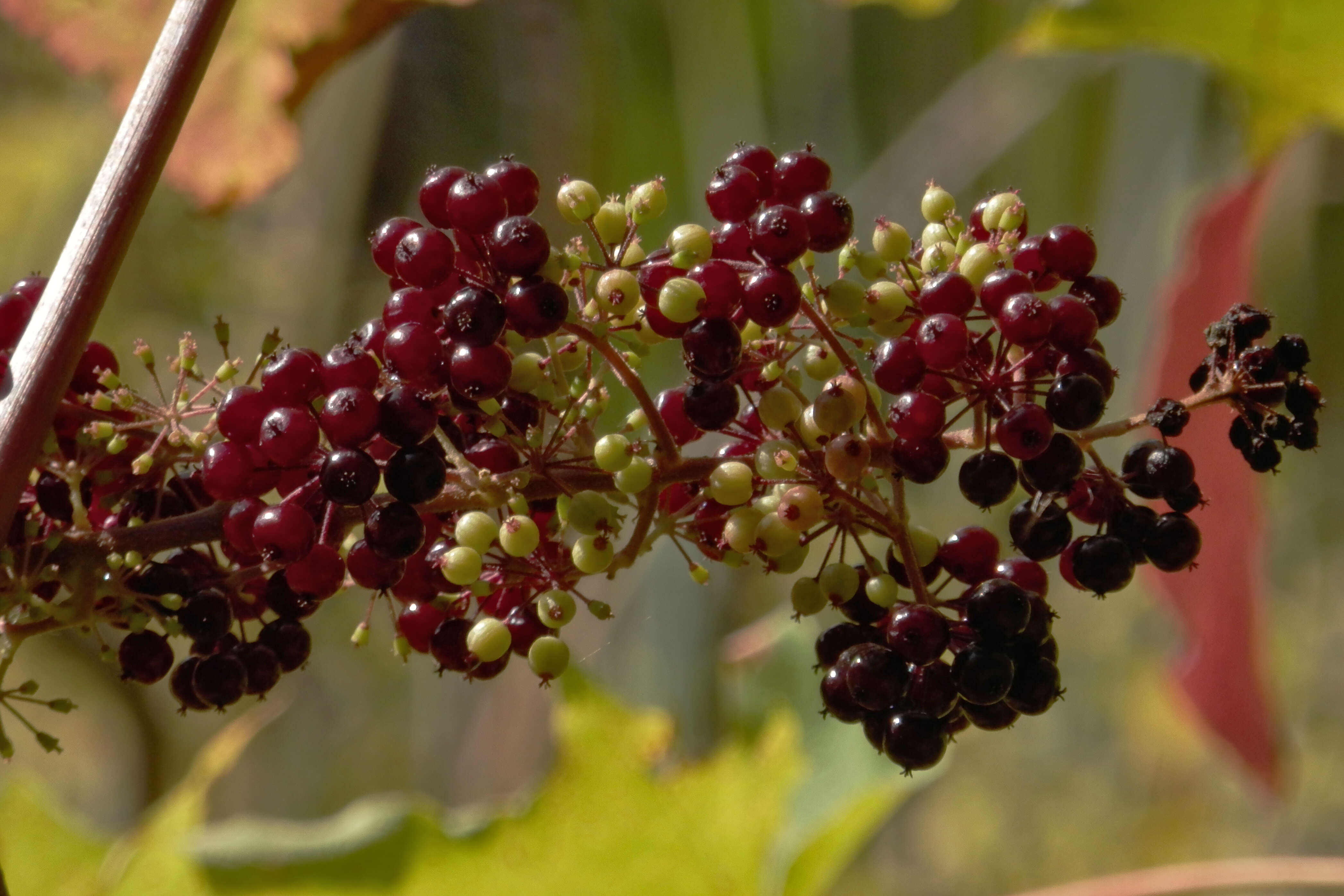 Image of American spikenard