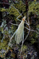 Image of Narrow-winged Tree Cricket