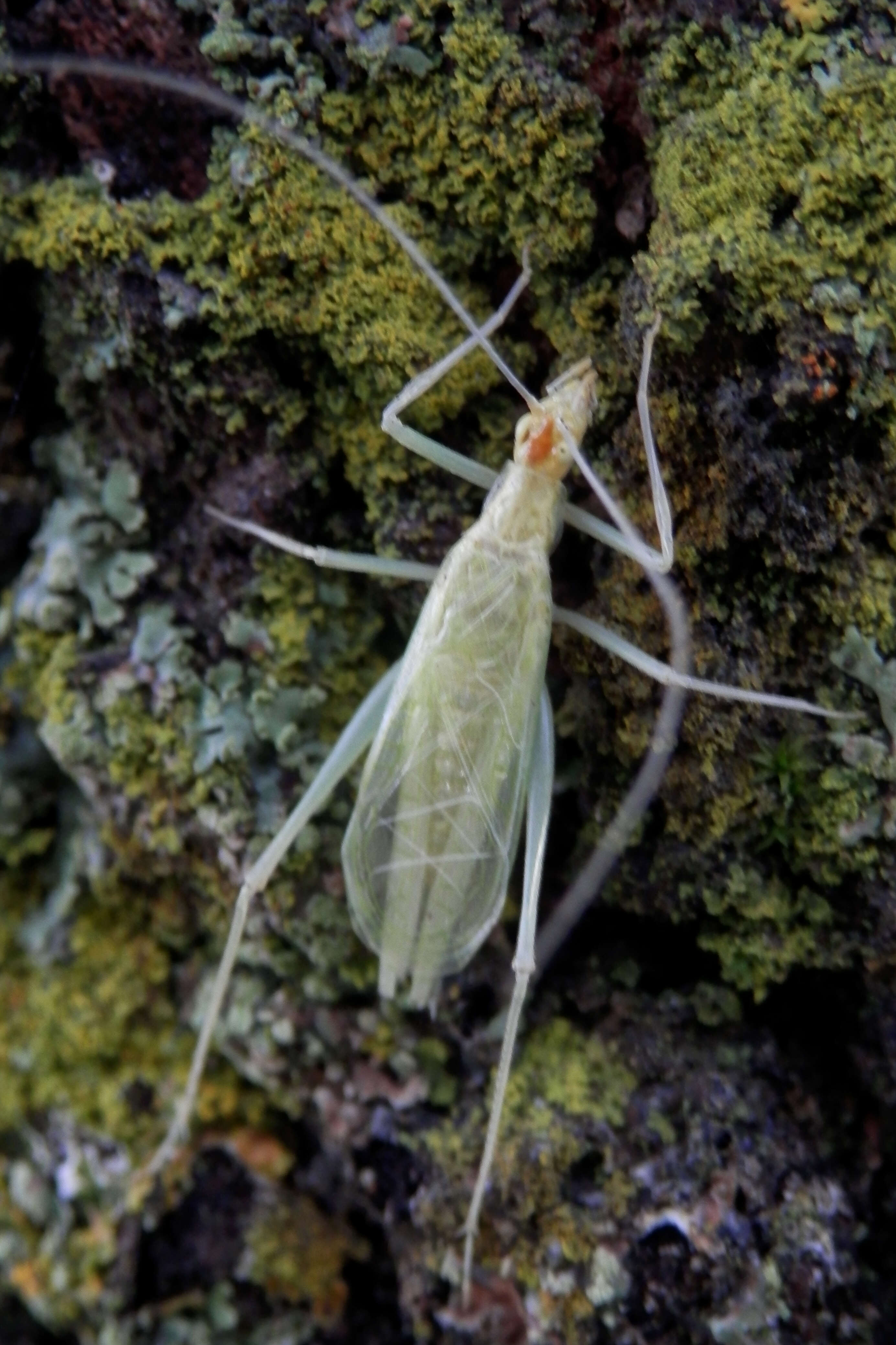 Image of Narrow-winged Tree Cricket