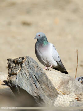 Image of Hill Pigeon