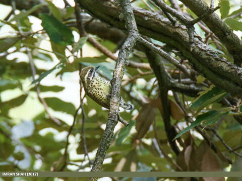 Image of Speckled Piculet