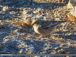 Image of Black-winged Snowfinch