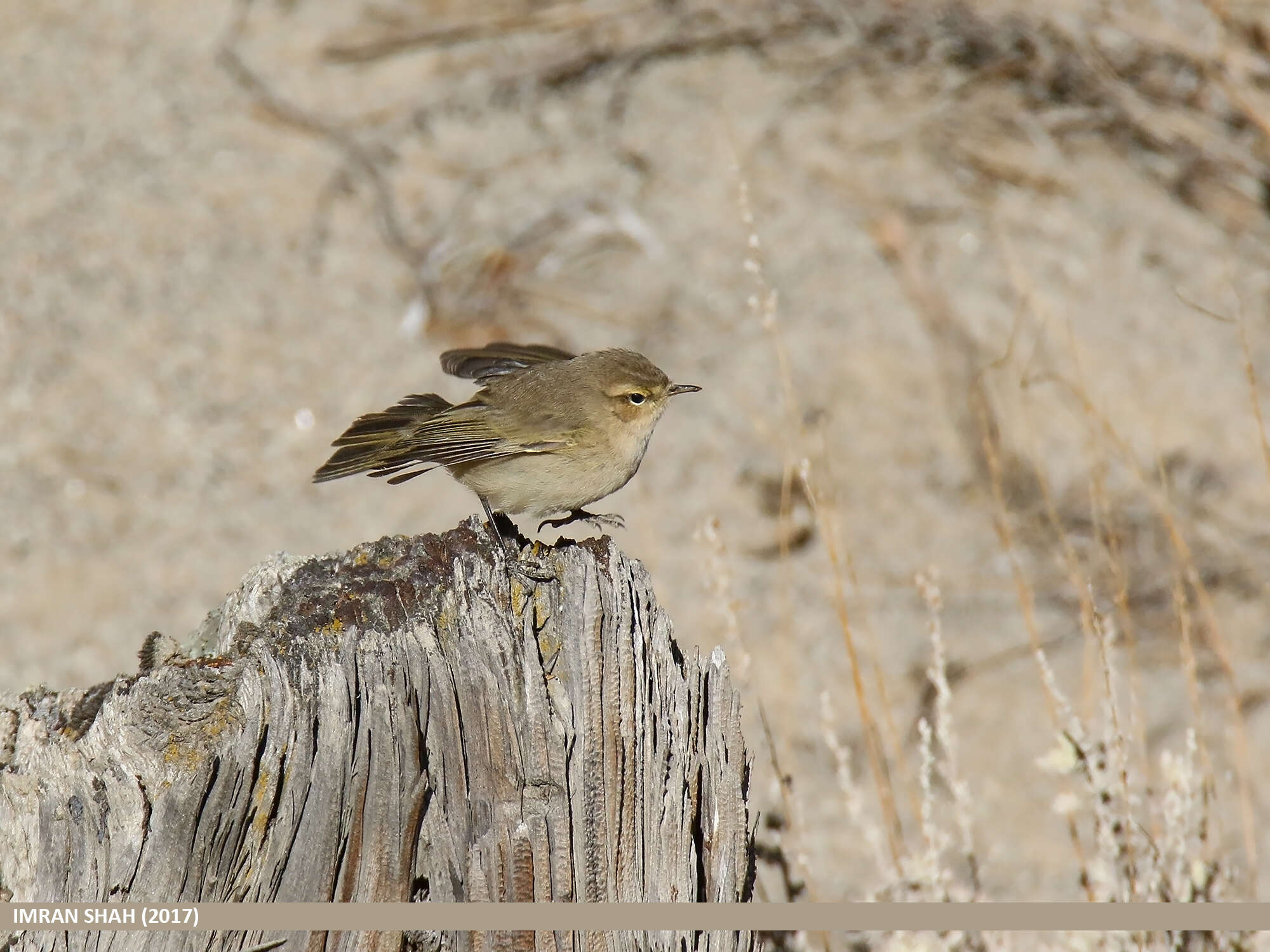 Image of Siberian Chiffchaff