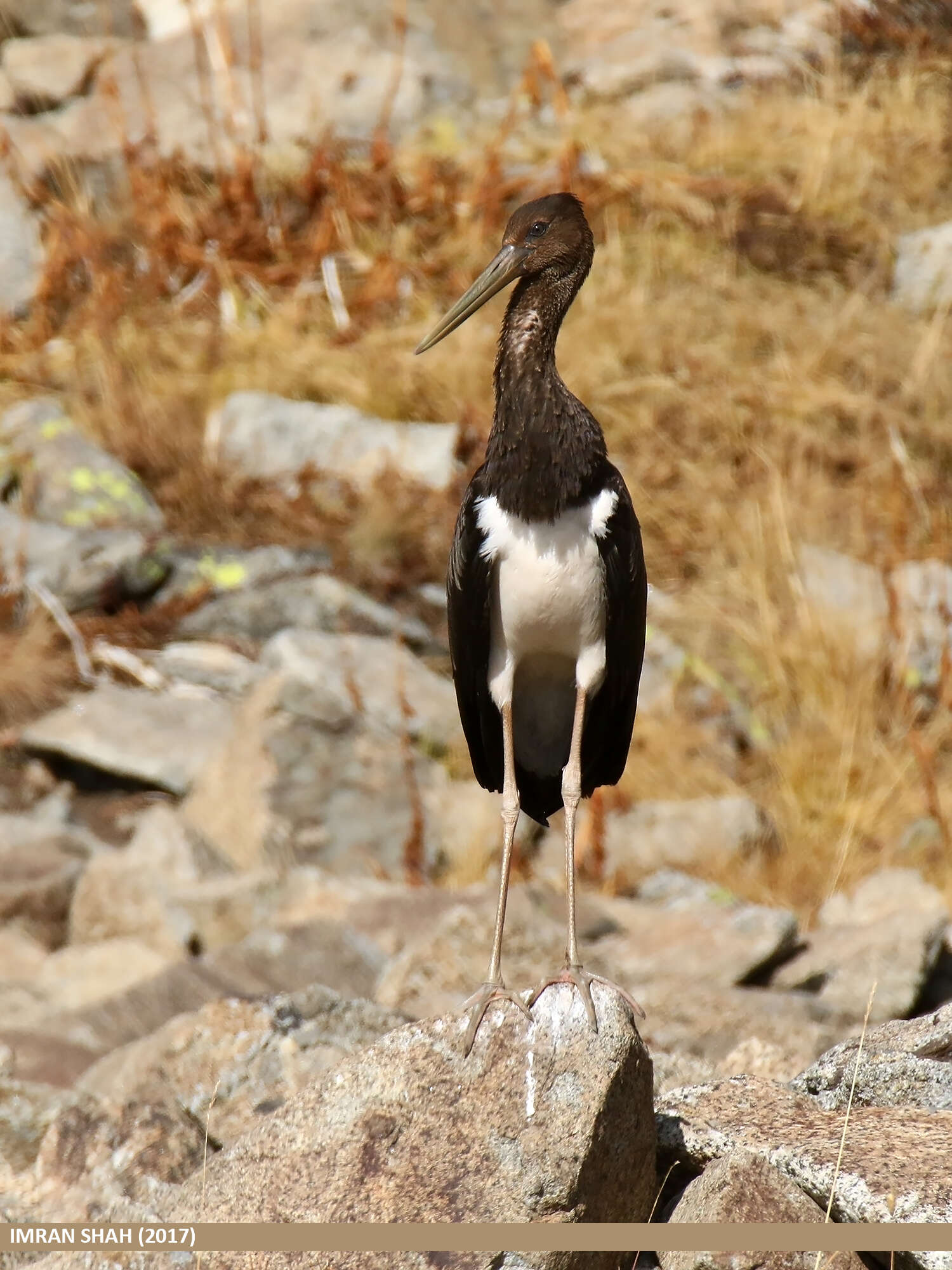 Image of Black Stork