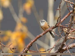 Image of European Rock Bunting