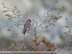 Image of Great Rosefinch