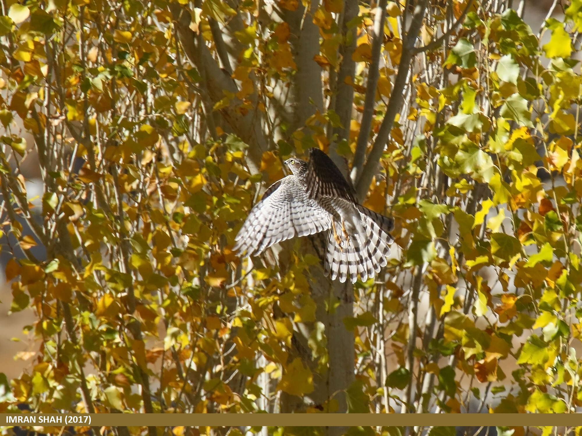 Image of Eurasian Sparrowhawk