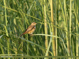 Image of Bluethroat