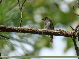 Image of Dark-sided Flycatcher