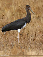 Image of Black Stork