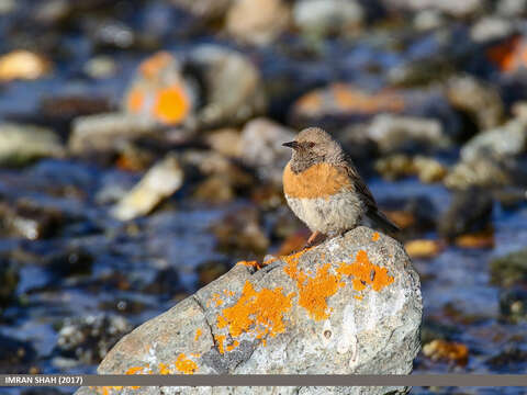 Imagem de Prunella rubeculoides (Moore & F 1854)