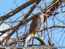 Image of Eurasian Sparrowhawk