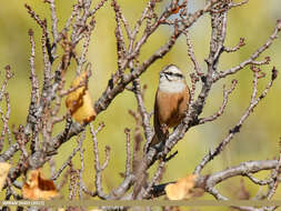 Image of European Rock Bunting