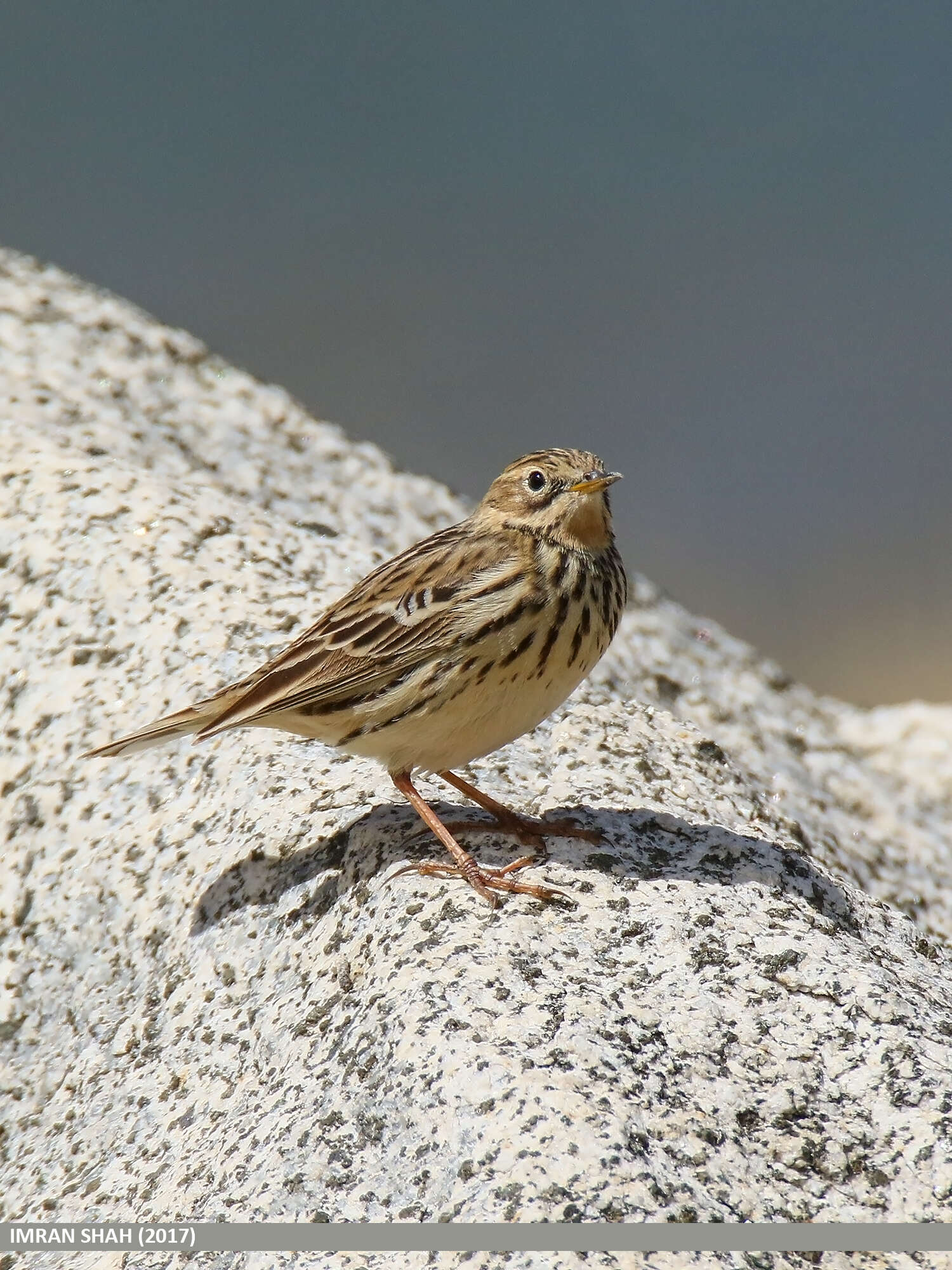 Image of Rosy Pipit