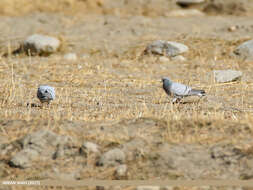 Image of Hill Pigeon