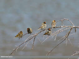 Image of Fire-fronted Serin