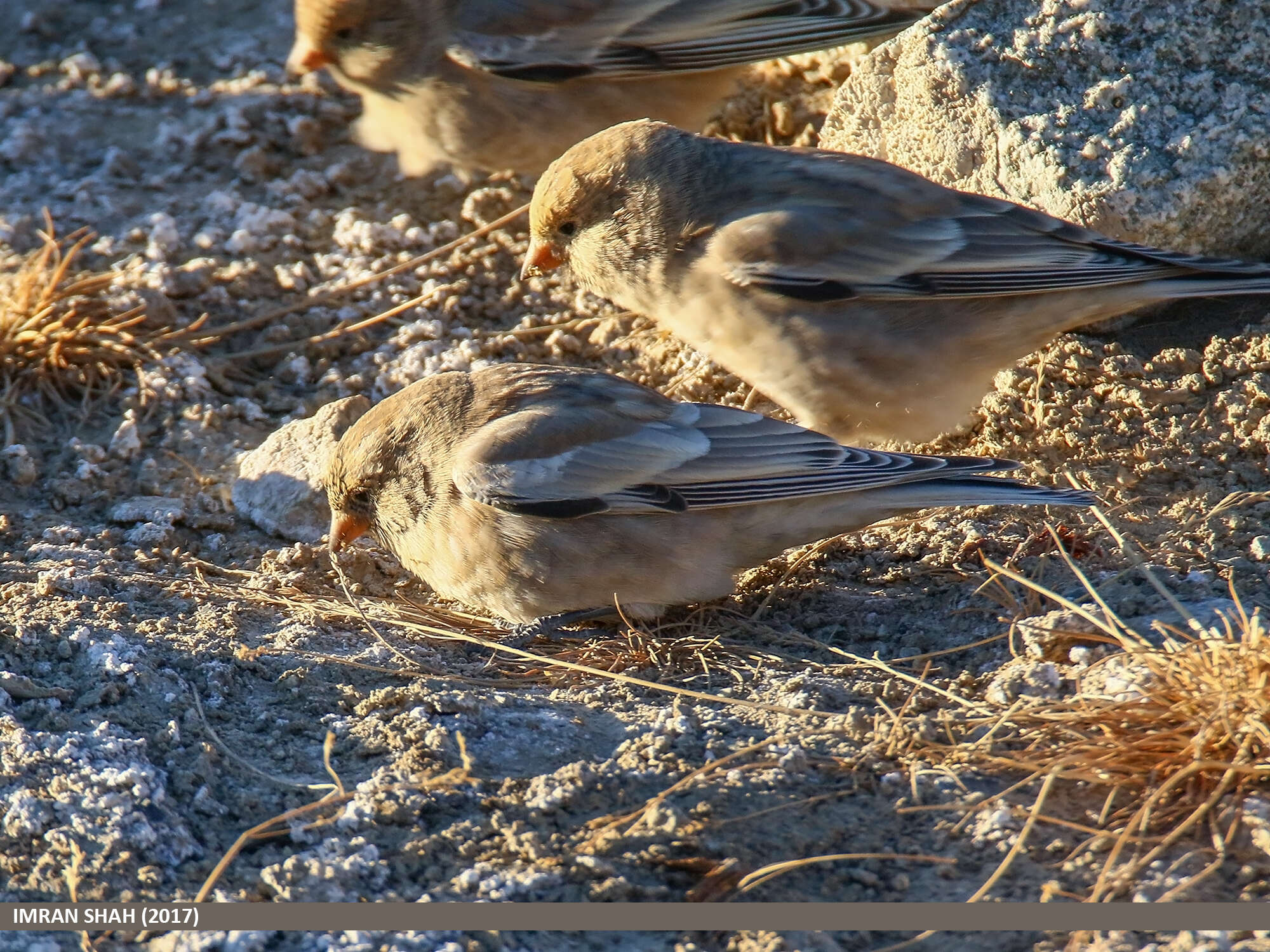 Image of Black-winged Snowfinch